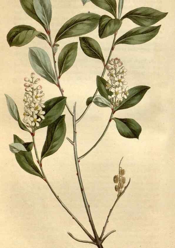 Reproducción/Reproduction 35021817382: Curtis's botanical magazine.. London ; New York [etc.] :Academic Press [etc.]