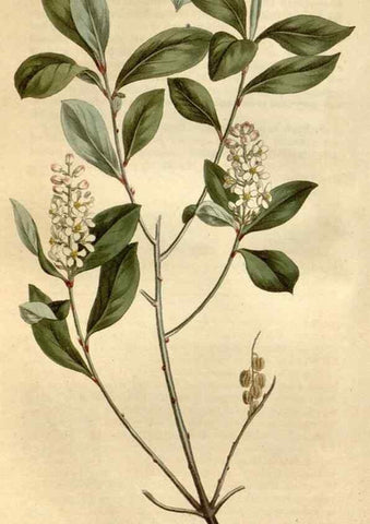 Reproducción/Reproduction 35021817382: Curtis's botanical magazine.. London ; New York [etc.] :Academic Press [etc.]
