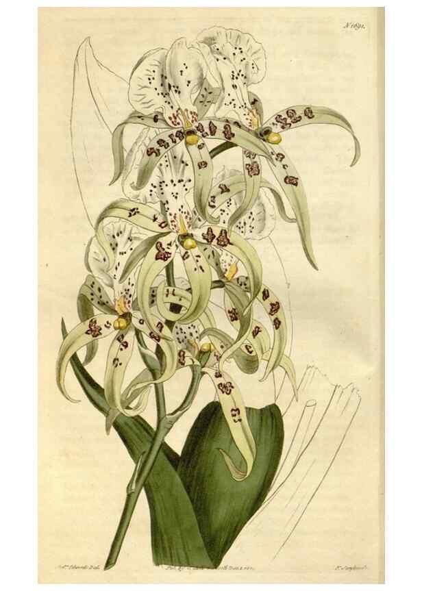 Reproducción/Reproduction 34800708050: Curtis's botanical magazine.. London ; New York [etc.] :Academic Press [etc.]