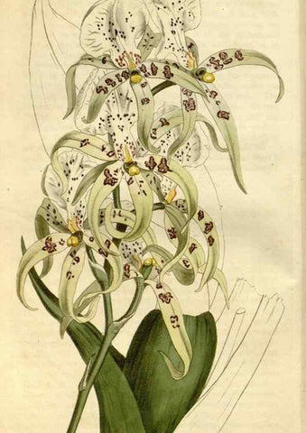 Reproducción/Reproduction 34800708050: Curtis's botanical magazine.. London ; New York [etc.] :Academic Press [etc.]