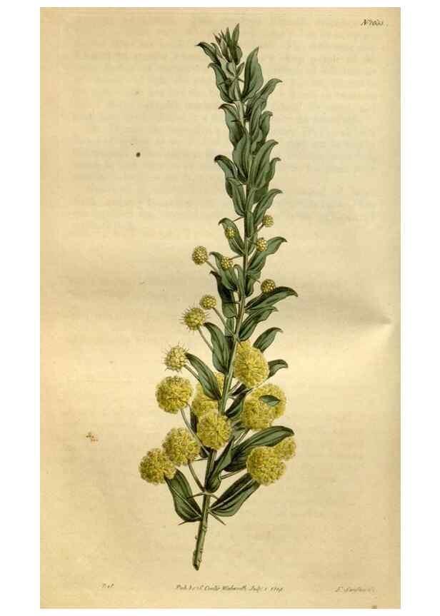 Reproducción/Reproduction 35146821046: Curtis's botanical magazine.. London ; New York [etc.] :Academic Press [etc.]