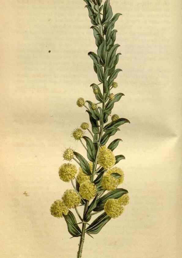 Reproducción/Reproduction 35146821046: Curtis's botanical magazine.. London ; New York [etc.] :Academic Press [etc.]