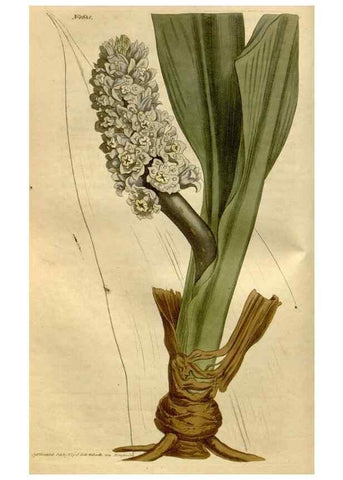 Reproducción/Reproduction 35187070895: Curtis's botanical magazine.. London ; New York [etc.] :Academic Press [etc.]