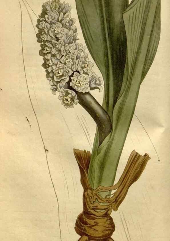 Reproducción/Reproduction 35187070895: Curtis's botanical magazine.. London ; New York [etc.] :Academic Press [etc.]