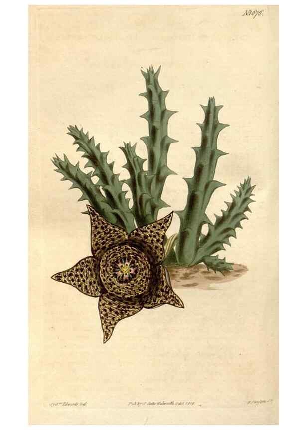 Reproducción/Reproduction 35056507261: Curtis's botanical magazine.. London ; New York [etc.] :Academic Press [etc.]