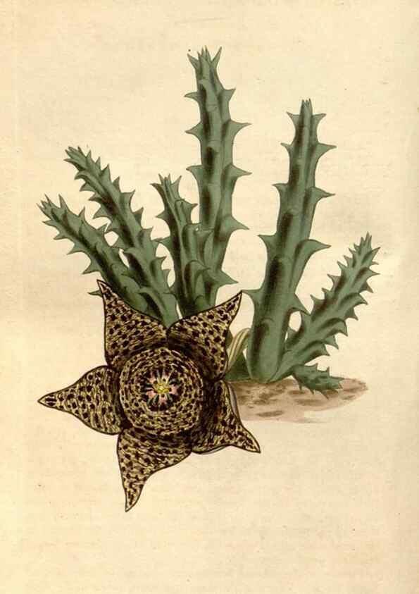 Reproducción/Reproduction 35056507261: Curtis's botanical magazine.. London ; New York [etc.] :Academic Press [etc.]