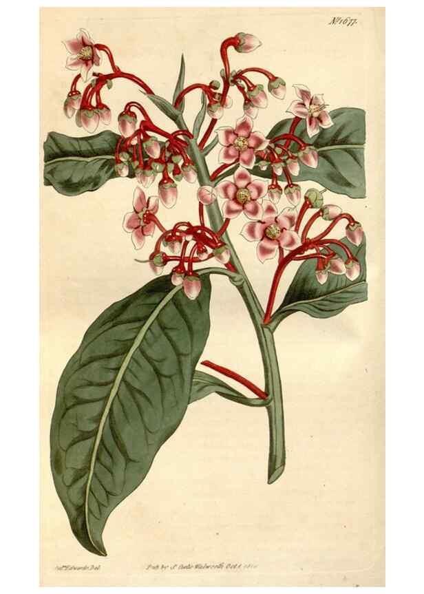 Reproducción/Reproduction 34377522213: Curtis's botanical magazine.. London ; New York [etc.] :Academic Press [etc.]