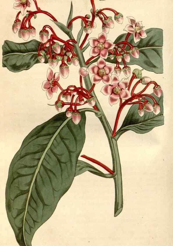 Reproducción/Reproduction 34377522213: Curtis's botanical magazine.. London ; New York [etc.] :Academic Press [etc.]