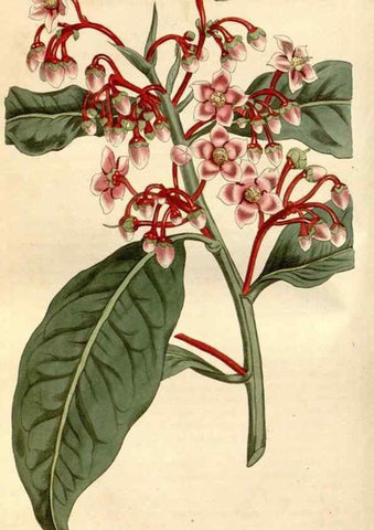 Reproducción/Reproduction 34377522213: Curtis's botanical magazine.. London ; New York [etc.] :Academic Press [etc.]