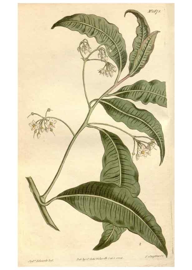 Reproducción/Reproduction 35146886456: Curtis's botanical magazine.. London ; New York [etc.] :Academic Press [etc.]