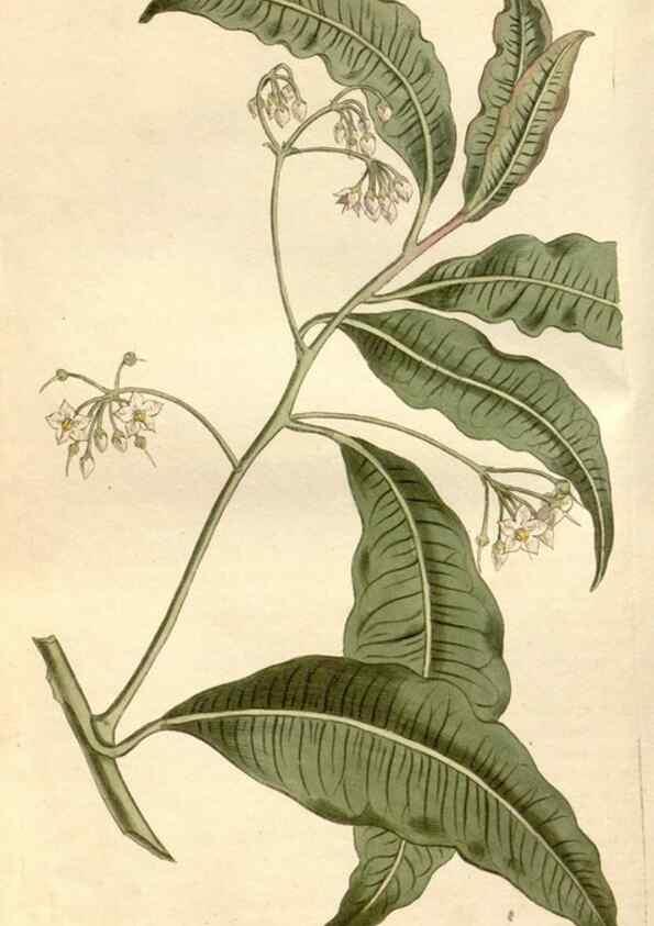 Reproducción/Reproduction 35146886456: Curtis's botanical magazine.. London ; New York [etc.] :Academic Press [etc.]