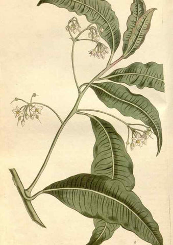 Reproducción/Reproduction 35146886456: Curtis's botanical magazine.. London ; New York [etc.] :Academic Press [etc.]