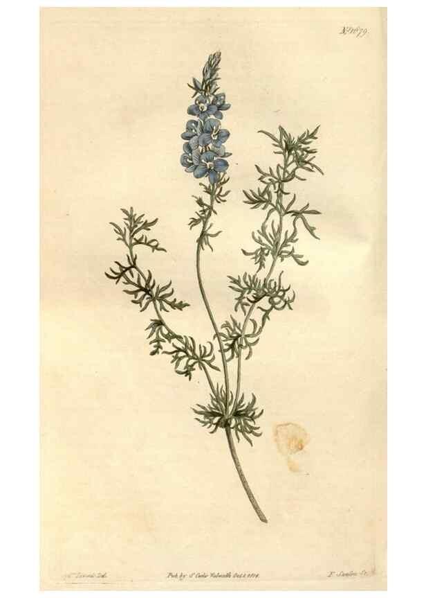 Reproducción/Reproduction 34377526353: Curtis's botanical magazine.. London ; New York [etc.] :Academic Press [etc.]