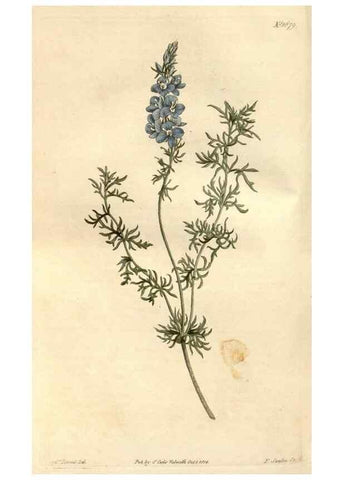 Reproducción/Reproduction 34377526353: Curtis's botanical magazine.. London ; New York [etc.] :Academic Press [etc.]