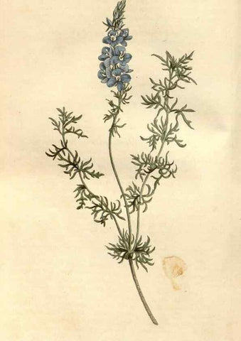 Reproducción/Reproduction 34377526353: Curtis's botanical magazine.. London ; New York [etc.] :Academic Press [etc.]