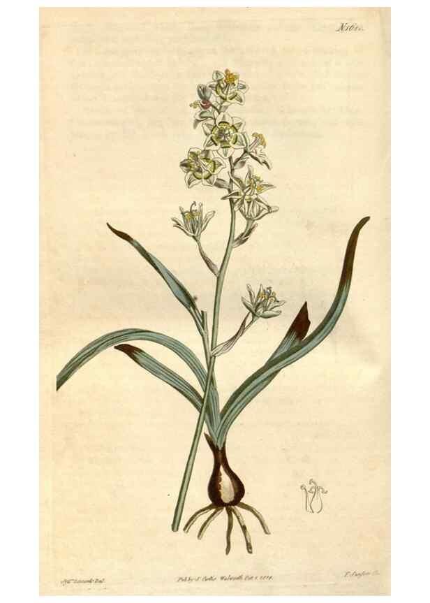 Reproducción/Reproduction 34800517700: Curtis's botanical magazine.. London ; New York [etc.] :Academic Press [etc.]