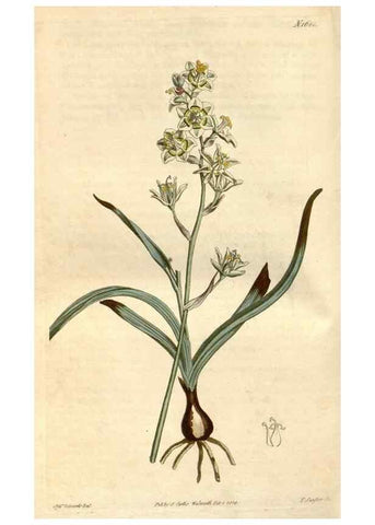 Reproducción/Reproduction 34800517700: Curtis's botanical magazine.. London ; New York [etc.] :Academic Press [etc.]