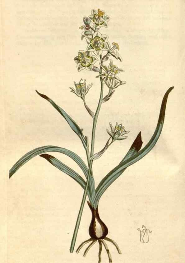 Reproducción/Reproduction 34800517700: Curtis's botanical magazine.. London ; New York [etc.] :Academic Press [etc.]
