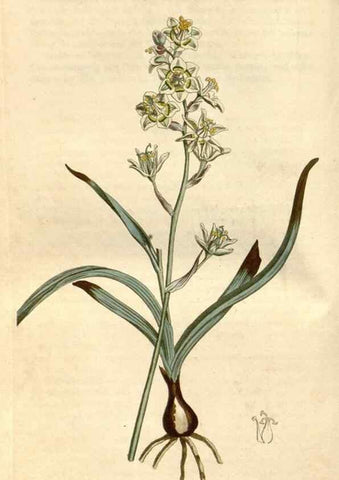Reproducción/Reproduction 34800517700: Curtis's botanical magazine.. London ; New York [etc.] :Academic Press [etc.]