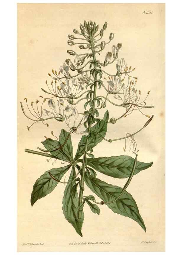 Reproducción/Reproduction 34377530063: Curtis's botanical magazine.. London ; New York [etc.] :Academic Press [etc.]