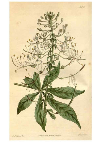 Reproducción/Reproduction 34377530063: Curtis's botanical magazine.. London ; New York [etc.] :Academic Press [etc.]