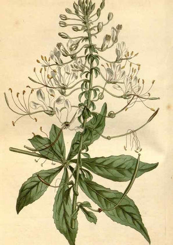 Reproducción/Reproduction 34377530063: Curtis's botanical magazine.. London ; New York [etc.] :Academic Press [etc.]