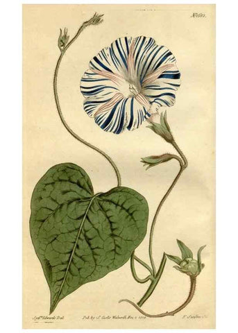 Reproducción/Reproduction 34342516094: Curtis's botanical magazine.. London ; New York [etc.] :Academic Press [etc.]