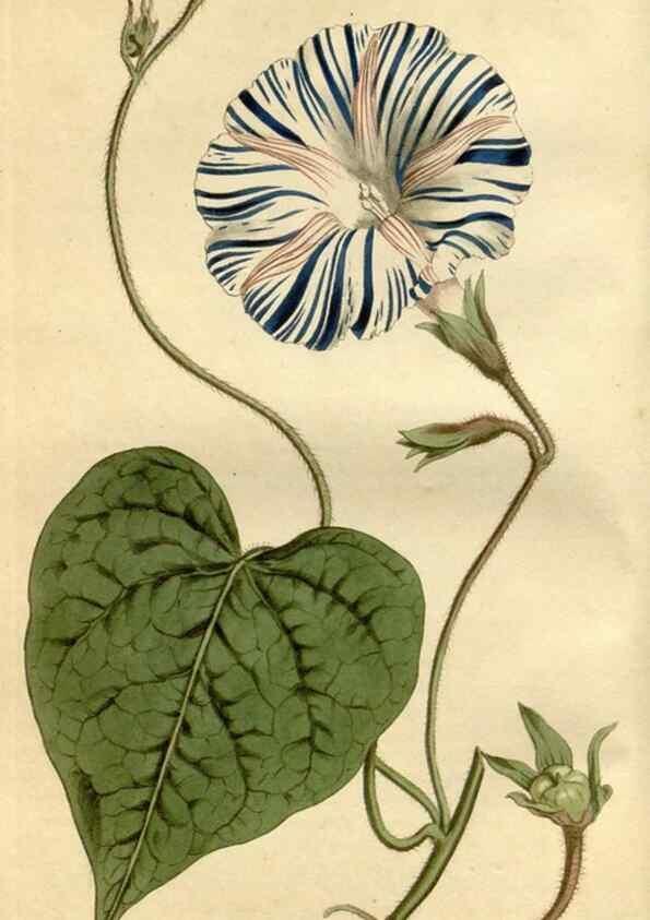 Reproducción/Reproduction 34342516094: Curtis's botanical magazine.. London ; New York [etc.] :Academic Press [etc.]