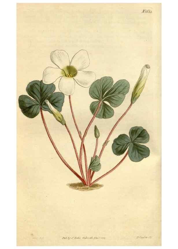 Reproducción/Reproduction 34342517534: Curtis's botanical magazine.. London ; New York [etc.] :Academic Press [etc.]