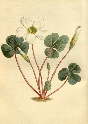 Reproducción/Reproduction 34342517534: Curtis's botanical magazine.. London ; New York [etc.] :Academic Press [etc.]