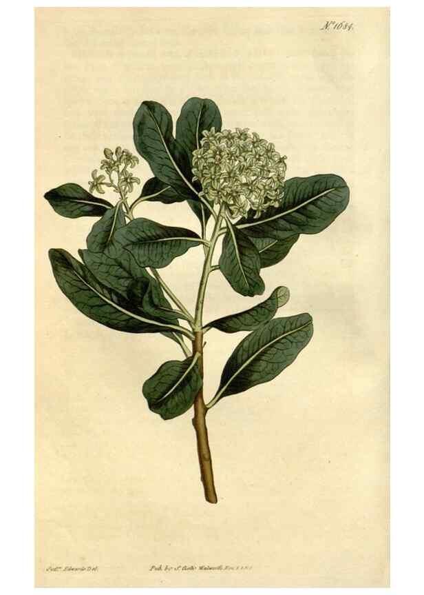 Reproducción/Reproduction 34342519424: Curtis's botanical magazine.. London ; New York [etc.] :Academic Press [etc.]