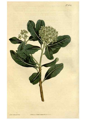 Reproducción/Reproduction 34342519424: Curtis's botanical magazine.. London ; New York [etc.] :Academic Press [etc.]
