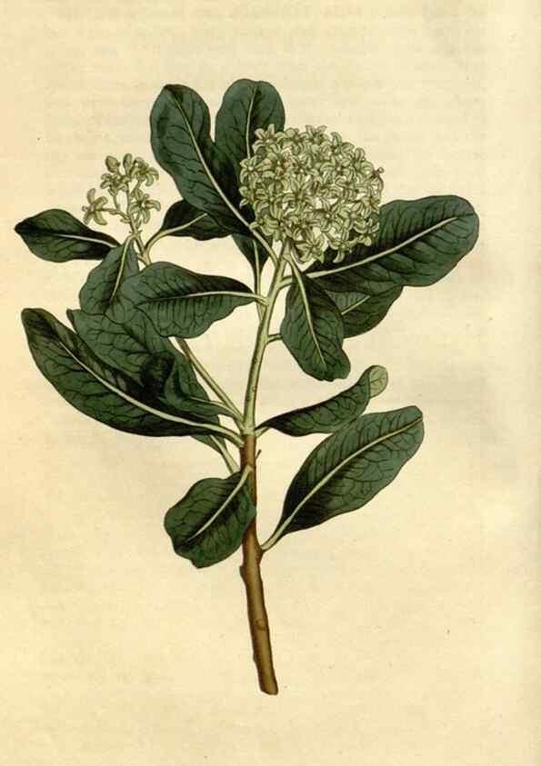 Reproducción/Reproduction 34342519424: Curtis's botanical magazine.. London ; New York [etc.] :Academic Press [etc.]