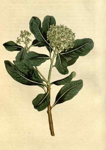 Reproducción/Reproduction 34342519424: Curtis's botanical magazine.. London ; New York [etc.] :Academic Press [etc.]