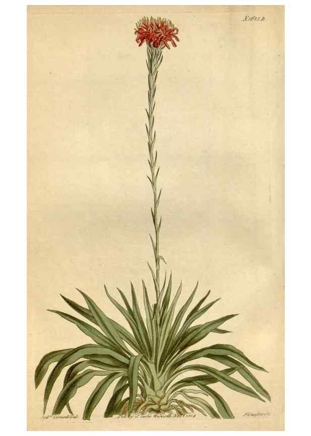 Reproducción/Reproduction 34342521444: Curtis's botanical magazine.. London ; New York [etc.] :Academic Press [etc.]