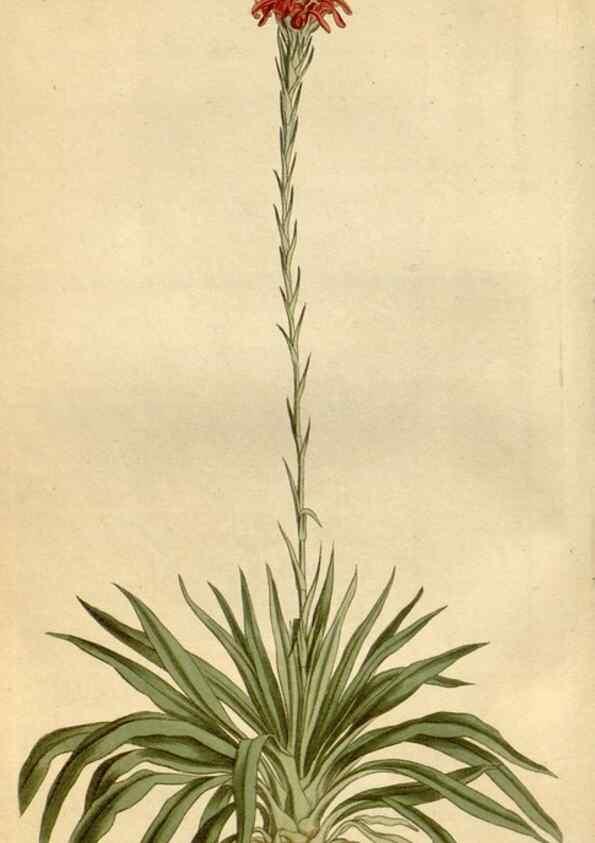 Reproducción/Reproduction 34342521444: Curtis's botanical magazine.. London ; New York [etc.] :Academic Press [etc.]