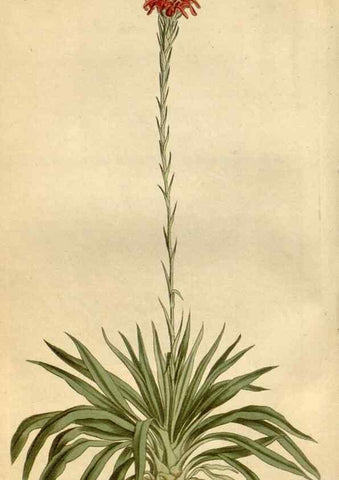 Reproducción/Reproduction 34342521444: Curtis's botanical magazine.. London ; New York [etc.] :Academic Press [etc.]