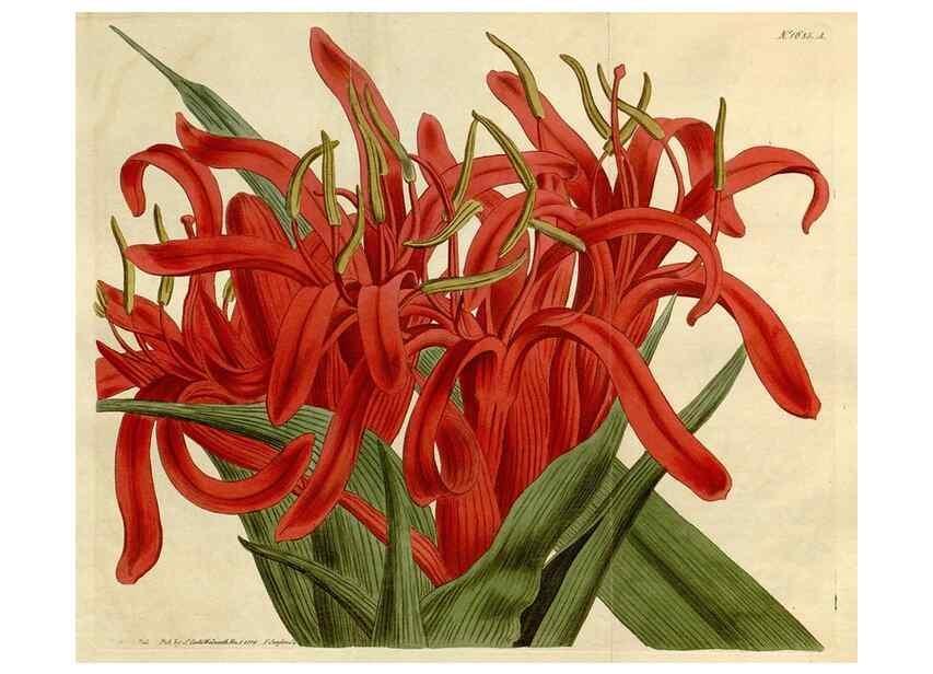 Reproducción/Reproduction 34342524154: Curtis's botanical magazine.. London ; New York [etc.] :Academic Press [etc.]