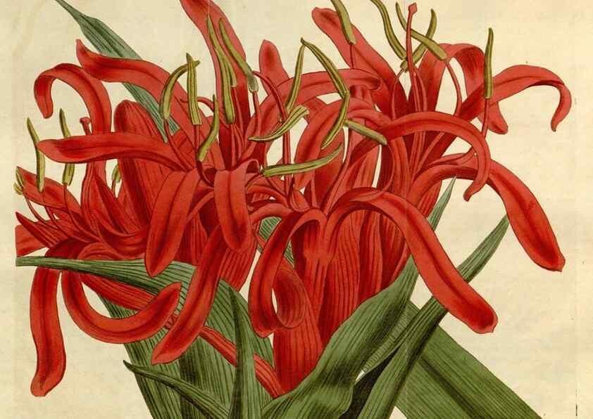 Reproducción/Reproduction 34342524154: Curtis's botanical magazine.. London ; New York [etc.] :Academic Press [etc.]