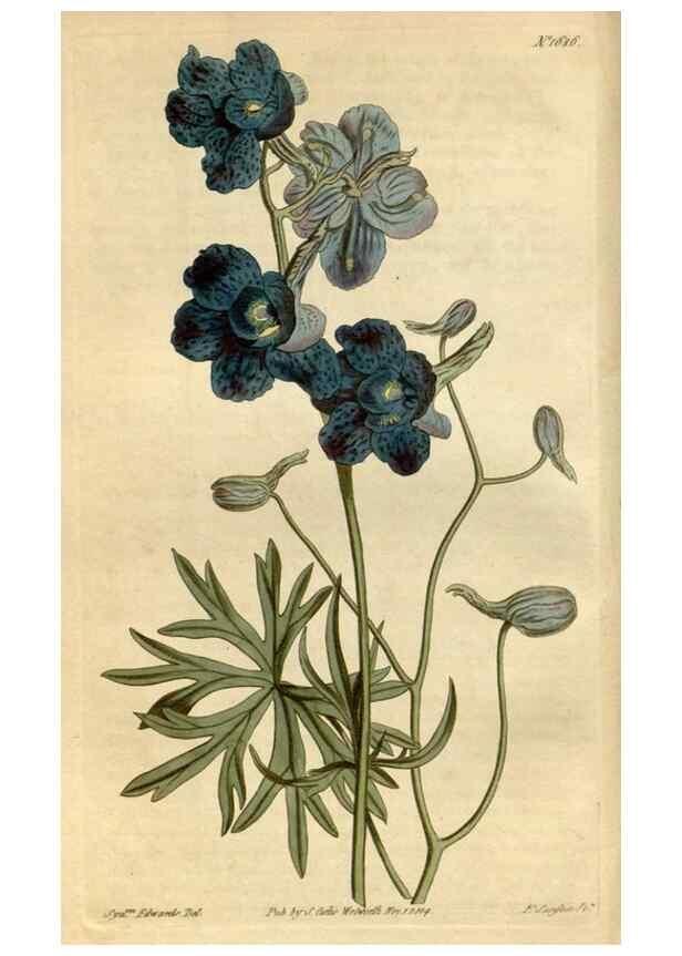 Reproducción/Reproduction 35022091622: Curtis's botanical magazine.. London ; New York [etc.] :Academic Press [etc.]