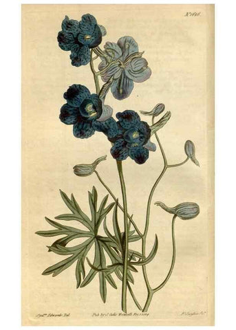 Reproducción/Reproduction 35022091622: Curtis's botanical magazine.. London ; New York [etc.] :Academic Press [etc.]