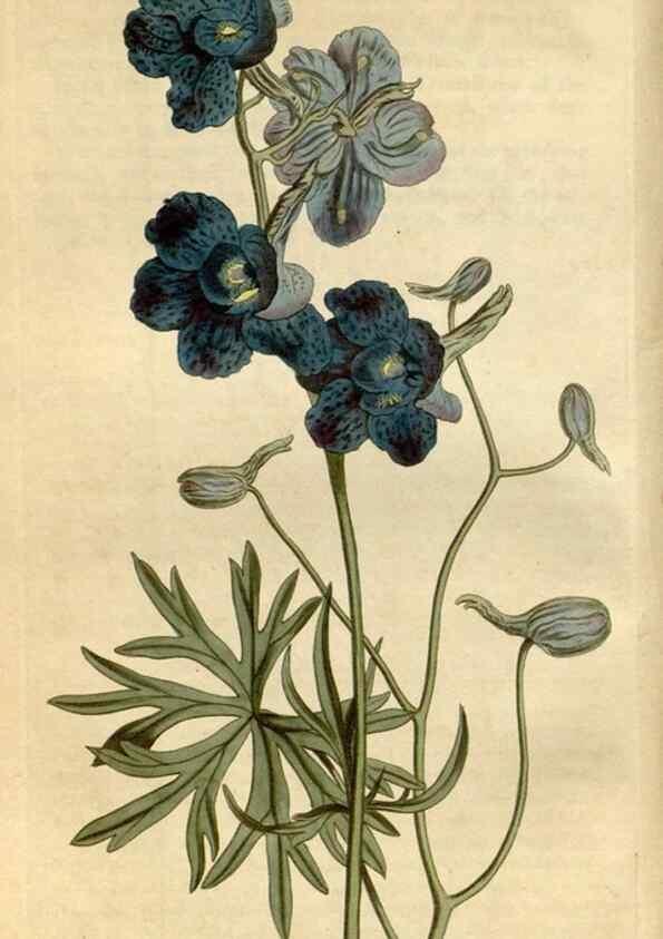 Reproducción/Reproduction 35022091622: Curtis's botanical magazine.. London ; New York [etc.] :Academic Press [etc.]