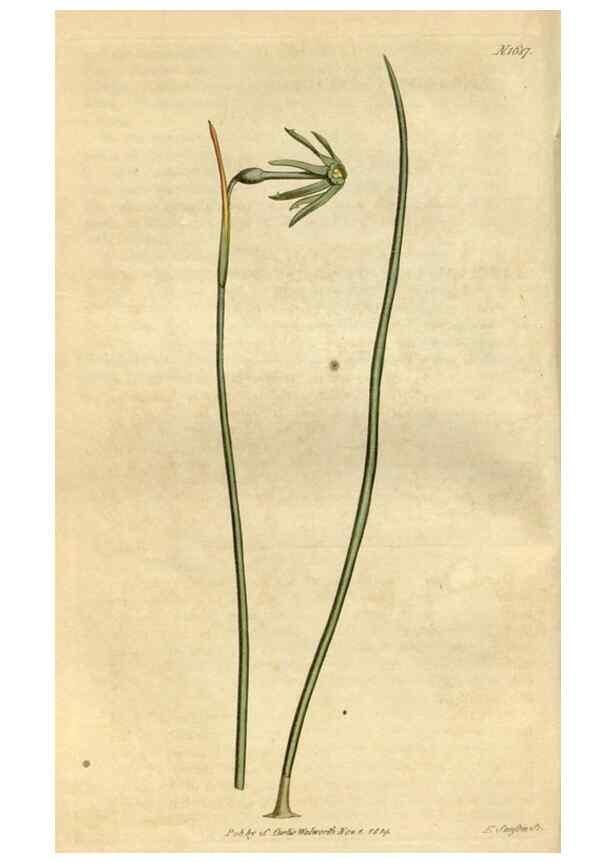Reproducción/Reproduction 35022094832: Curtis's botanical magazine.. London ; New York [etc.] :Academic Press [etc.]