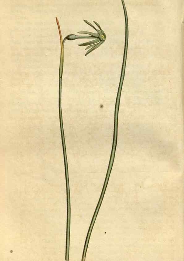 Reproducción/Reproduction 35022094832: Curtis's botanical magazine.. London ; New York [etc.] :Academic Press [etc.]