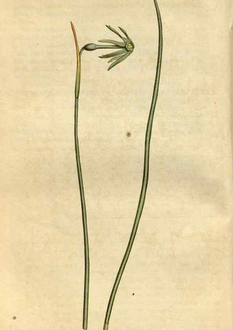 Reproducción/Reproduction 35022094832: Curtis's botanical magazine.. London ; New York [etc.] :Academic Press [etc.]