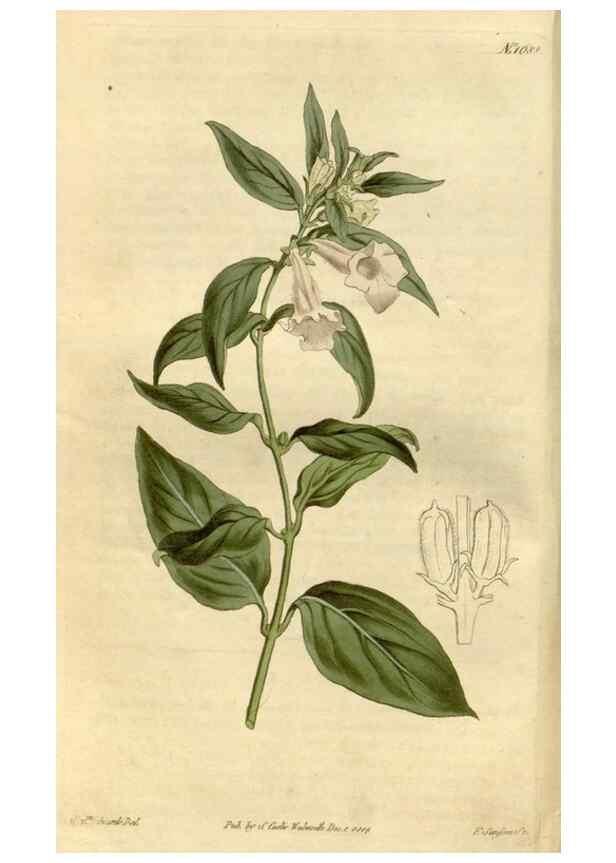 Reproducción/Reproduction 35022097902: Curtis's botanical magazine.. London ; New York [etc.] :Academic Press [etc.]
