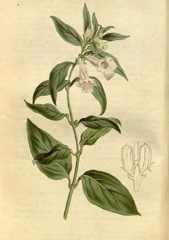Reproducción/Reproduction 35022097902: Curtis's botanical magazine.. London ; New York [etc.] :Academic Press [etc.]