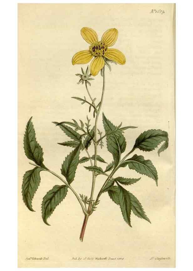 Reproducción/Reproduction 34800705830: Curtis's botanical magazine.. London ; New York [etc.] :Academic Press [etc.]
