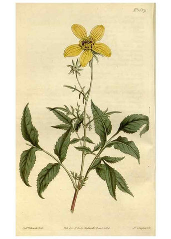 Reproducción/Reproduction 34800705830: Curtis's botanical magazine.. London ; New York [etc.] :Academic Press [etc.]