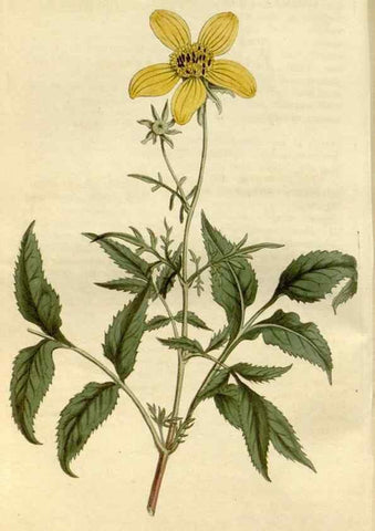 Reproducción/Reproduction 34800705830: Curtis's botanical magazine.. London ; New York [etc.] :Academic Press [etc.]